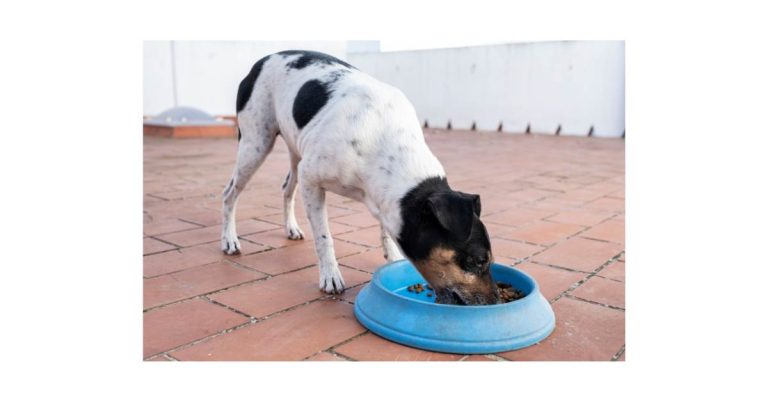 Top Juicers Under $100: Comprehensive Guide to Affordable Fresh Juice